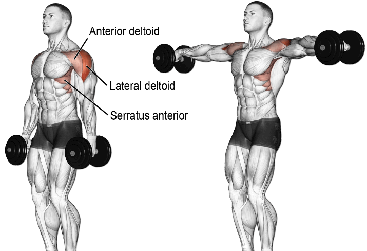 Lateral Hand Weights