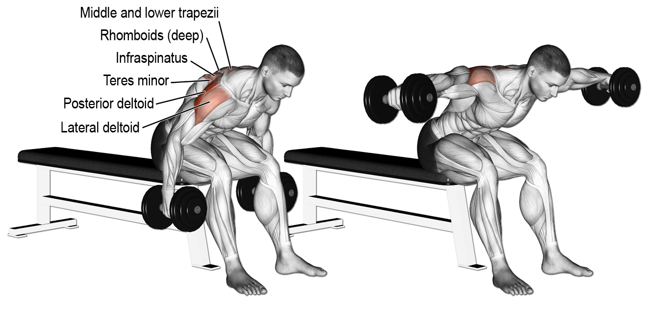 Incline Bench-Seated Bent