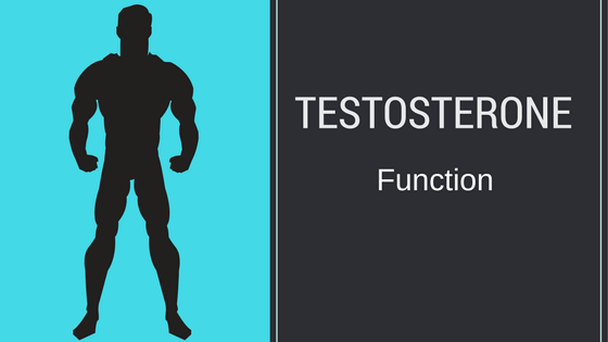 Testosterone Function