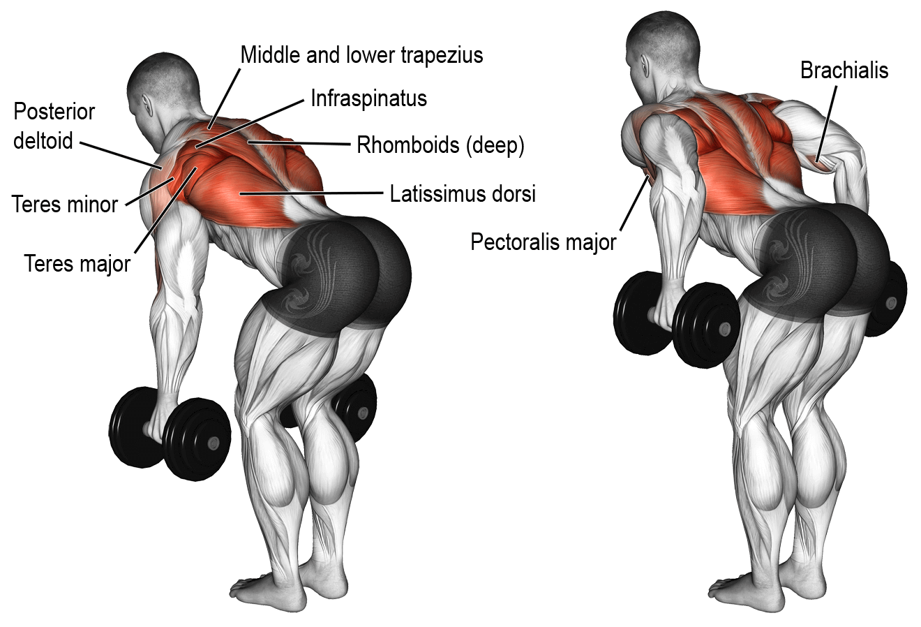 Dumbbells Standing Bent Over