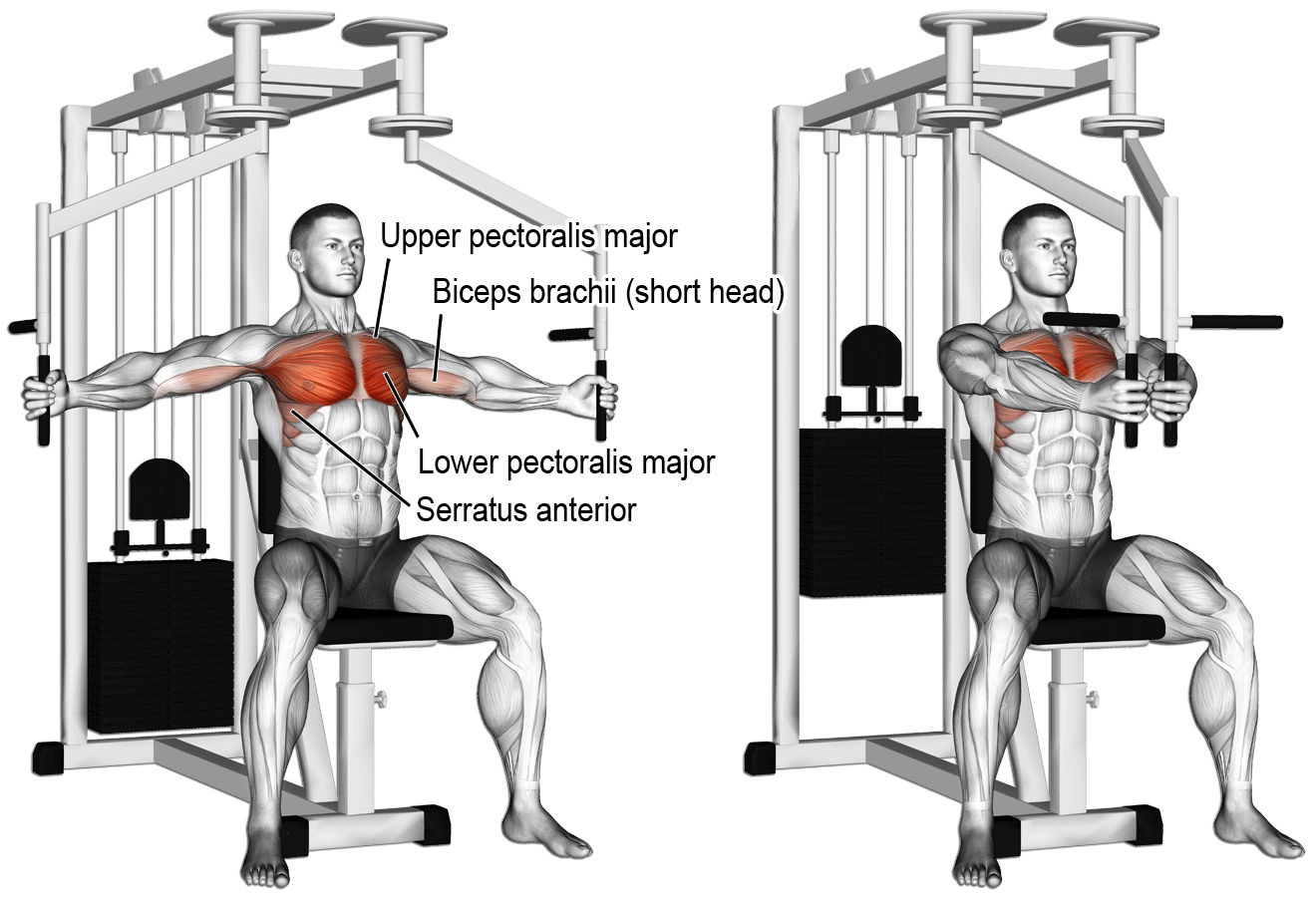 Pec Deck Machine Seated Reserved