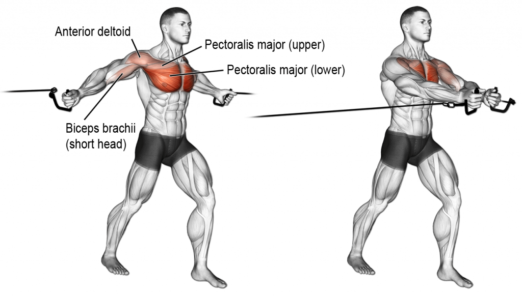 Rear Dealt Exercises how you can peform these exercises accurately?